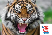 आमटे फार्म (सोमनाथ) येथे वाघाचा हल्ला; महिला ठार.